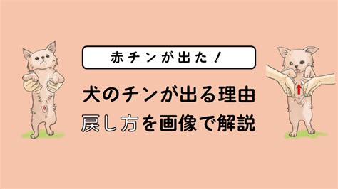 犬 勃起|犬の赤チンが戻らない！チンが出る理由や。